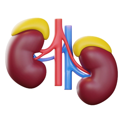 Renal transplantation Conferences