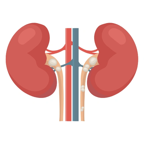 Renal transplantation Conferences