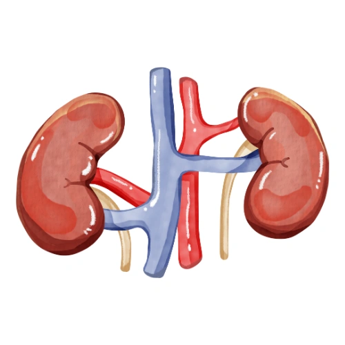 Renal transplantation Conferences
